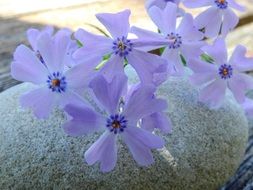 delicate phlox blossoms