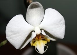 white orchid flower