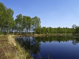 forest is reflected in the pond on a sunny day