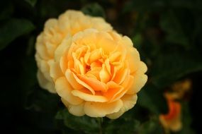 stunning Rose Flowers