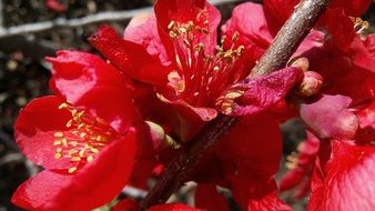 red flowering of a japanese quince close-up