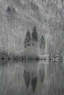 black and white photo of trees near the mountain