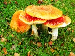 Crowded poisonous amanita Mushrooms on grass