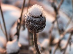 snow on a poppy box