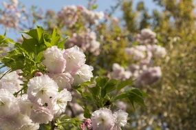 Flowers of sakura tree close up