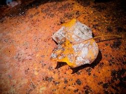 Leaf on a rusty surface