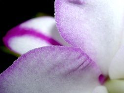 tender violent Orchid petals