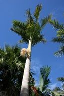Palm trees blue sky view