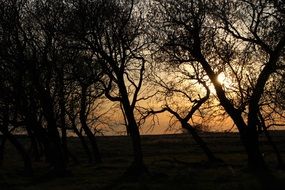 dark silhouettes of trees on a background of yellow sunset