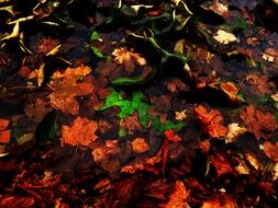 extraordinary Autumn Foliage