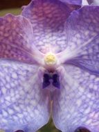 Orchid, Purple Flower