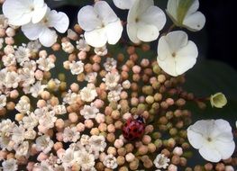 ladybug on white flowers