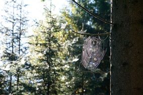 cobweb on tree in forest