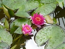 two pink Water Lilies on water
