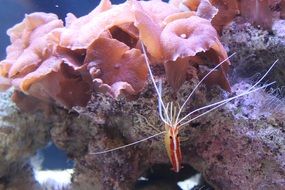 Tropical Shrimp in the aquarium