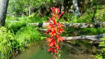 Beautiful, blooming red and orange flowers near the trees and green grass