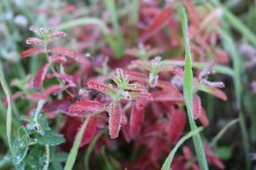 pink plants in the meadow