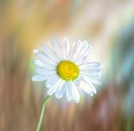 white daisy on the blurred background
