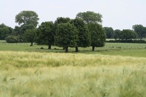 round trees on the field