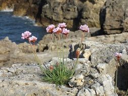 armeria maritima on a rocky shore on a sunny day