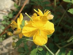 closeup photo of Yellow Celandine flower
