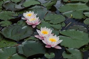striking Pond Water-Lily