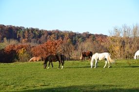 Horses on a autumnal pasture