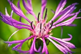 closeup of a cornflower