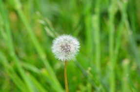 dandelion with fluffy seeds on a high stalk in a green meadow