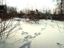 rabbit footprints in deep snow