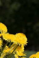 yellow meadow dandelions