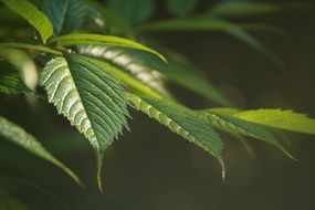 green leaves in the dark closeup