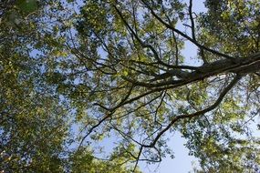 tree with aesthetic branches