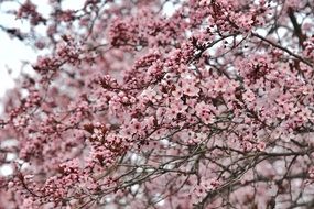 pink flowers on tree branches