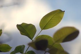 Walnuts Leaf