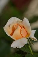 Rose Flower Grow