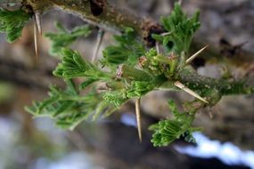 Thorn Tree Leaves