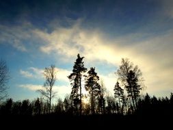 gloomy pine forest under sunny sky