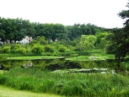 View of green nature in park