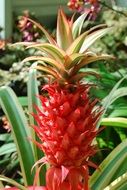 magnificent Exotic red flower