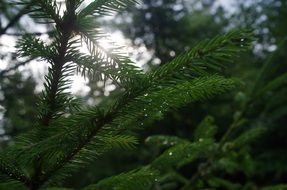 spruce tree after rain