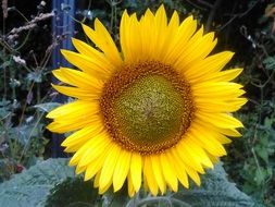 blooming sunflower in the garden in summer