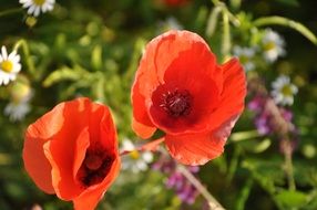 red poppies on a summer flower meadow closeup