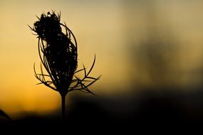 silhouette of blooming grass at dusk
