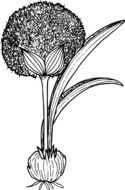 black and white graphic image of a plant with a spherical inflorescence