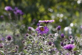 chic Purple Flower
