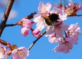 bumblebee on pink sakura