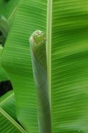 Leaf Banana Plant