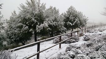 extraordinary Winter Trees