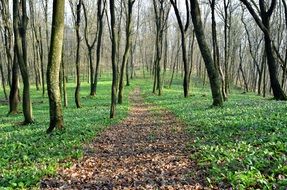 Trees in the beautiful forest in spring